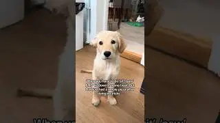 PUPPY TRICKS