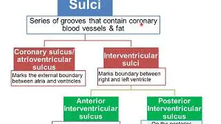 SULCI