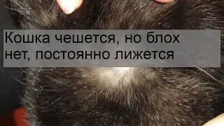 Кошка чешется, но блох нет, постоянно лижется
