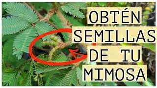 RECOLECTANDO SEMILLA DE LA DORMILONA | PLANTA MIMOSA / Paso a Paso