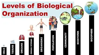 Levels of Biological Organization