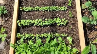 The How & Why of Succession Planting For Fresh Veggies All Season