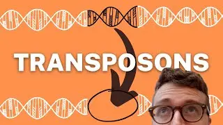 TRANSPOSONS EXPLAINED (1 Minute Explanation)