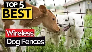 TOP 5 Best Wireless Dog Fence [ 2024 Buyers Guide ]