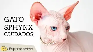 Cuidados del gato shpynx o esfinge