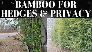 Bamboo for hedges & privacy | Bamboo