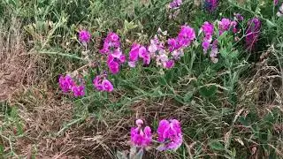 Visited Richmond Gary point park - next Netflix series July 1 2020