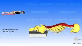 The posterior muscles of the trunk - their roles