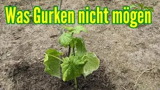 Was Gurken nicht mögen - Diese Fehler solltest du beim Gurkenanbau unbedingt vermeiden!