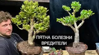 ПРО ПЯТНА НА ЛИСТЬЯХ, БОЛЕЗНИ И ВРЕДИТЕЛЕЙ‼️СУККУЛЕНТЫ / КРАССУЛА / ФИКУС / ДЕНЕЖНОЕ ДЕРЕВО РАСТЕНИЯ