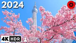 Tokyo Cherry Blossoms 2024 Begins!!!  4K HDR Spatial Audio