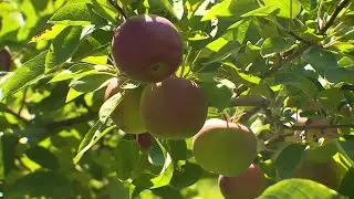 Maine apple picking season off to a better start compared to last year