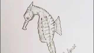 How to draw a Seahorse step by step tutorial