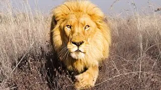Will Kevin Richardson Rescue More Lions? | The Lion Whisperer