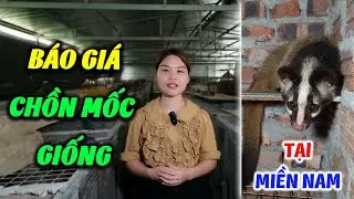 Tiết Lộ Giá Bán Chốn Mốc Giống và Chồn Mốc Thương Phẩm Mới Nhất 2023