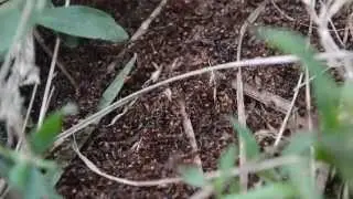 Massive Ant War (European Fire Ants) in Ontario, Canada.