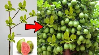 How to graft the guava branches quickly to get more fruit