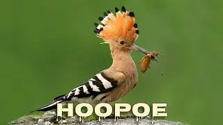 Hoopoe singing