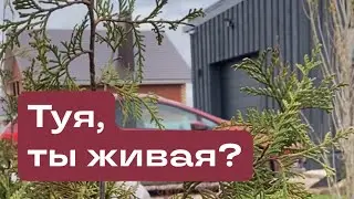 Маленькая туя под тяжелым сугробом. Снежная весна продолжается.