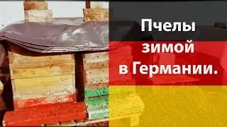 Пчелы зимой в Германии