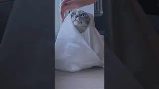 Как вам результат? 