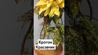 Кротон красавчик 