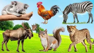 Discover Animal Sounds: Sloth, Woodpecker, Hawk, Tiger, Panda, Jellyfish, Deer - Animal Sounds