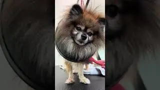 Feisty Teddy   Pomeranian Spitz