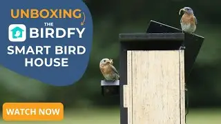 Unboxing, Setup and Features of the Birdfy Smart Bird House