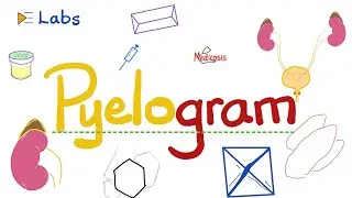 Pyelography (Pyelogram) - Visualize the Urinary Tract - Urology Tests