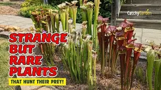 🚫 8 STRANGE BUT RARE Plants That HUNT Their Prey! 🌸🍃🌺 // Carnivorous Plants