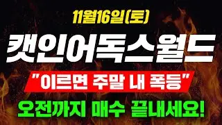 [긴급속보] 11월16일(토)캣인어독스월드