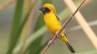 Asian Golden Weaver birds nesting | Birding in Thailand