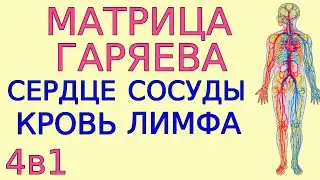 Матрица Гаряева сердечно-сосудистая система Обновлённая Медитация 4в1 по Программа оздоровления №2-2