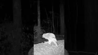 Owl Eating Crayfish #animalshorts #natureismetal #trailcam #wildlifephotography