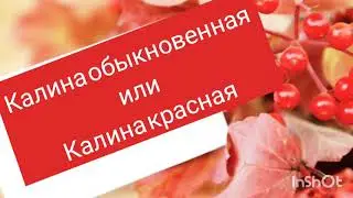 Калина обыкновенная