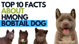 Top 10 Facts about Hmong Bobtail Dog - Vietnamese Hmong Bobtail Dog