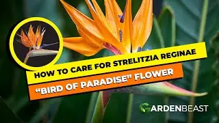 Complete Guide to Strelitzia Reginae: How to Care for “Bird of Paradise” Flower