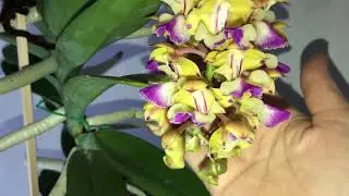 ORCHID AERIDIS BLOOMING ЦВЕТЕНИЕ АЕРИДИСА HOULLITIANA MARCH 2023