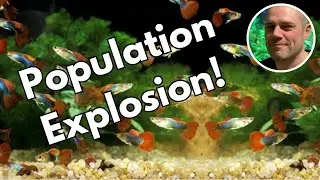 How to Control Your Guppy Population - 9 suggestions for what to do with too many baby guppies!