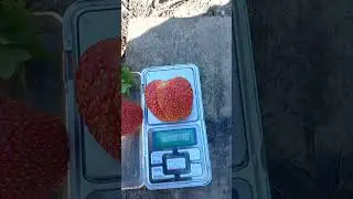 КЛУБНИКА  НОМЕРНАЯ БАРЫШНЯ ВКУС ПОСЛЕ ДОЖДЕЙ #shorts