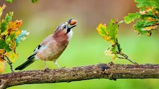 Magic forest. Live sounds of nature 3 hours. White noise for relax, nervous system restoration.