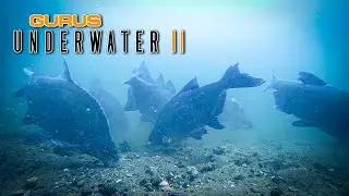 Gurus Underwater 2 Official Teaser