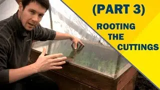 Propagate Plants Like a Pro (Part 3) | Rooting the Cuttings of English Laurel