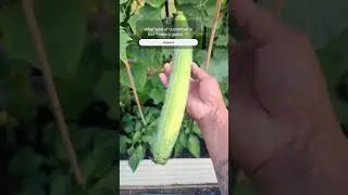 What Type of Cucumber is this ??SUPER LONG & FUZZY ! #amazing #viral #trend