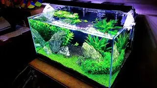 How I Maintain my 20 Gallon Planted Aquarium