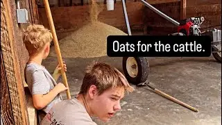 Oats feed for the cattle and work for the boys