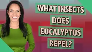 What insects does eucalyptus repel?