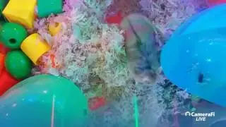 Хомяк онлайн - ХОМЯЧКИ ОНЛАЙН ХОМЯКИ HAMSTER LIVE ONLINE