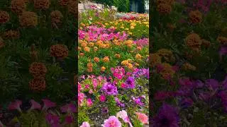 Beautiful garden bed on Mackinac Island! #mackinacisland #gardendesign #flowers #garden